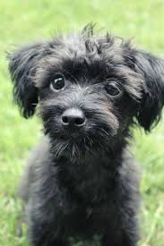 Miniature Black And Brown Yorkie Courtneycaptures S Image Yorkie Poo Yorkie Poodle Puppies