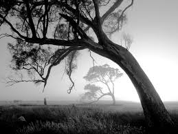 Black And White Photoshoot Background 20 Beautiful Black And White Nature Photography Nature Photography Nature Images White Photography
