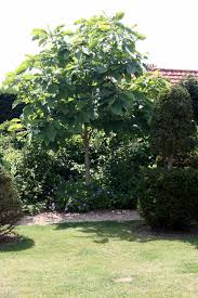 Feigenbaum Gartenreise Belgien Holland Garten Mediterraner Garten Garten Pflanzen