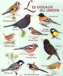 Oiseaux De Nos Jardins Belgique Oiseaux Des Jardins Oiseaux Oiseaux Du Quebec