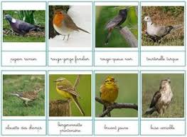 Nos Amis Les Oiseaux Oiseaux Oiseaux Des Jardins Imagier