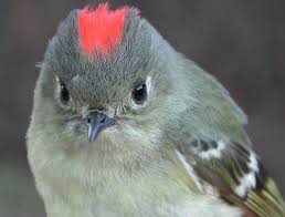 Gray Bird With Red On Back Of Head Mcgill Bird Observatory Photo Library Ruby Crowned Kinglet Bird Bird Life List Pet Birds