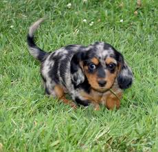 Black And Tan Vs Black And Cream Dachshund Pin By Janie Nutter On My Puppies Dapple Dachshund Puppies Dachshund
