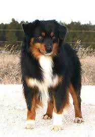 Black And Tan Australian Shepherd Puppy Pin By Danielle Bryant On Adorable Aussie Puppies Aussie Dogs Australian Shepherd