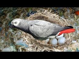 Exotic Bird Eggs For Sale Uk The Hatching Of A Parrot Egg African Grey Parrot Laying Eggs Youtube African Grey Parrot Parrot African Grey