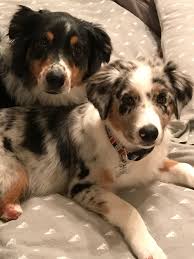 Black And Tan Australian Shepherd Puppy Pin By Pjai Perrin On Aussies Aussie Dogs Australian Puppies Australian Shepherd Dogs