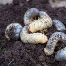 Engerlinge Kaferlarven Bestimmen Erfolgreich Bekampfen Engerlinge Schadlinge Im Garten Und Garden Types