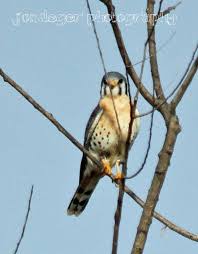 Birds Of Northern Illinois Identification Northern Illinois Birder Year Round Birds In Northern Illinois The Capture Of The Sparrow Hawk Birds Birder Eastern Region