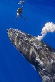 Pin By Tina Rajski On Likes With Images Whale Humpback Whale Animals