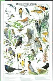 Birds Of Northern Illinois Identification Birds Of The Garden Summer Identification Chart Wild Birds Birds Bird Art