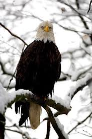 Michigan Birds Of Prey Pictures Birds By Sheryll Punneo On Eagles Birds Of Prey Bald Eagle