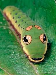 Black And White Striped Caterpillar With Yellow Spots Spicebush Swallowtail Caterpillar When The Larvae Are Nearly Ready To Pupate They Turn A Yellow Green Color Marked By Two L Cool Insects Caterpillar Insects