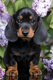 Black And Tan Vs Black And Cream Dachshund Pin By Jane Thomas On Black And Tan Dachshunds In 2020 Dapple Dachshund Miniature Dapple Dachshund Cute Baby Animals