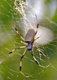 Brown Widow Spider From Florida Spinne Spinnentiere Und Das Grosse Krabbeln