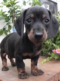 Black And Tan Vs Black And Cream Dachshund Black Tan Brindle You Re Beautiful Cute Dogs Dachshund Love Cute Baby Animals