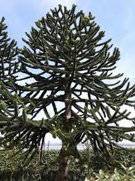 Desespoir Des Singes Araucaria Araucana Conifere De La Famille Des Araucariacees Desespoir Du Singe Coniferes Jardins
