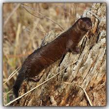 Mink Mink Is A Common Name For An Alert Semiaquatic Carnivorous Mammal Of The Mustelidae Family Which Also Includes Otters Otters Wildlife Nature Animals