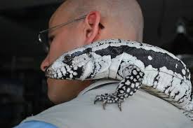 Argentine Black And White Tegu For Sale Rare Blue Tegu Cute Reptiles Tegu Reptiles Pet