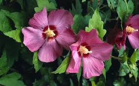 Gartenhibiskus Winterharter Blutentraum Gartenhibiskus Hibiskus Pflanzen