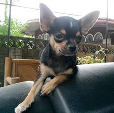Black Apple Head Chihuahua For Sale Purebred Applehead Chihuahuas Rare Imported Purebred Applehead Chihuahua Puppy For Sale In Padada Chihuahua Cute Chihuahua Puppies