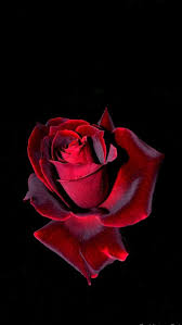 Black Background With Rose Red Rose On Black Background Via 500px Roses Flowers Photography Beautiful Rose Flowers Flowers Black Background Blue Rose Tattoos