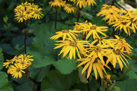 Kreuzkraut Ligularia Mit Gelben Bluten Und Fabrigem Laub Bei Manchen Sorten Gartenschirme Stauden Pflanzen Schatten