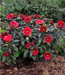 Winterharter Hibiskus Summerific Midnight Marvel 1 Pflanze Im Mein Schoner Garten Shop Blumenbeet Garten Meinschoen Pflanzen Hibiskus Pflanzen Hibiskus