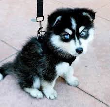 Baby Husky With Blue Eyes Baby Huskies Cute Husky Puppies Husky With Blue Eyes