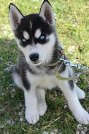 Un Joli Chiot Gris Noir Et Blanc Chiot Chiot Husky Chiot Animaux Les Plus Mignons
