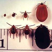 Help I Found A Tick On Me Am I Going To Get Lyme Disease Buckmd Blog