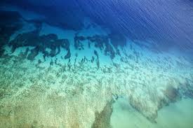 Google Buys Fitbit And It S Big News For Wearable Tech Ocean Major Oceans Underwater World