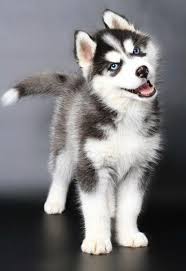 12 Bonnes Raisons De Ne Jamais Adopter Un Husky Chiot Husky Animaux Chien Mignon