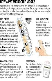 Pin By Kelley Woods On Punkie In 2020 Losing A Pet Veterinarians Medicine Pet Clinic