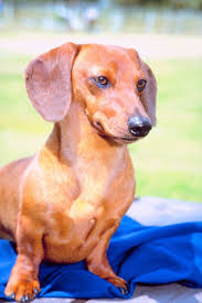 What Is The Normal Price For A Dapple Dachshund Puppy Cuteness Dachshund Puppies Dachshund Breed Dapple Dachshund