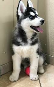 Epingle Par Lunaliine Sur Animaux En 2020 Chiot Husky Chien Husky Animaux Adorables