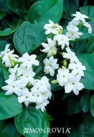 Monrovia S Arabian Jasmine Details And Information Learn More About Monrovia Plants And Best Practices For Best P Arabian Jasmine Jasmine Plant Fragrant Plant