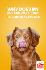Why Does My Dog Lick Everything Reason Behind It Good Doggies Online In 2020 Dogs Good Doggies Online Doggy