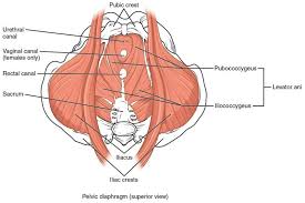 Anatomical Top View Of Pelvic Floor Muscles Pelvic Floor Dysfunction Pelvic Floor Pelvic Floor Muscles