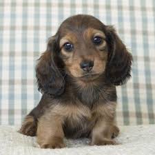Miniature Long Haired Dachshunds From Dikerdachs Kennels Red Miniature Dachshu In 2020 Long Haired Miniature Dachshund Dachshund Puppy Miniature Long Haired Dachshund