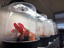 Batterie De Mini Serres De Culture Eda Terrarium Http Www Pariscotejardin Fr 2018 11 Batterie De Mini Serres De Culture E Mini Serre Plante Interieur Plante