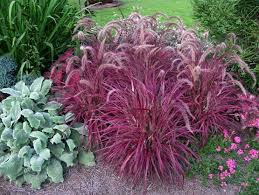 12 Ornamental Grasses For Landscaping The Home Depot Community Fall Landscaping