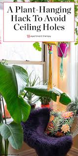 The Renter Friendly Solution For Hanging Plants Without Putting Holes In The Ceiling In 2020 Hang Plants From Ceiling Hanging Plants Indoor Hanging Plants