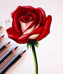 How To Draw A Rose Flower Sketches Flower Sketch Pencil Flower Drawing