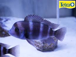 Pin Pa Instant Cichlides