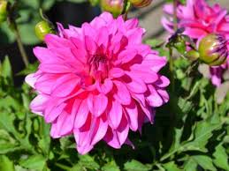 Dahlia Pink And Beautiful Exclusively Sold At Home Depot Flowers Gardening Plants Homedepot Plants Flowers Bloom