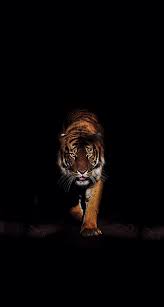 Tiger Wild Animal Wallpaper Tiger Wallpaper Tiger Wallpaper Iphone
