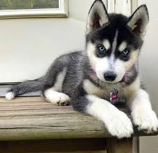 Some Of The Things I Love About The Athletic Siberian Husky Puppy Siberianhuskyphilippines Huskeyinstra Cute Husky Puppies Siberian Husky Puppies Cute Husky