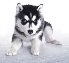 Bebe Husky 3 Bebe Husky Chiot Chien