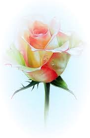 Roses Pink Roze Rosa Peinture Fleurs Comment Peindre Des Roses Comment Dessiner Une Fleur