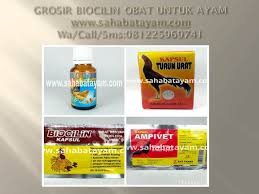 Wa O81 225 969 741 Terheboh Vitamin B Complex Ayam Bangkok Bandar Lampung Di 2020 Ayam Makanan Kalkun